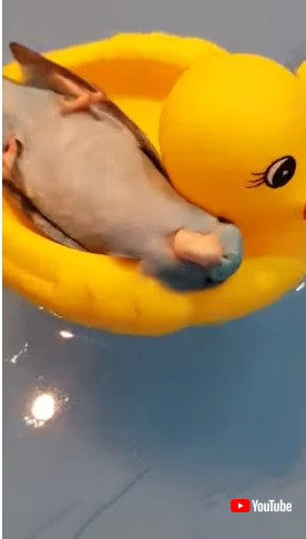 浮いてるインコ