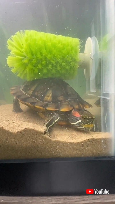 自分で甲羅を洗うカメ
