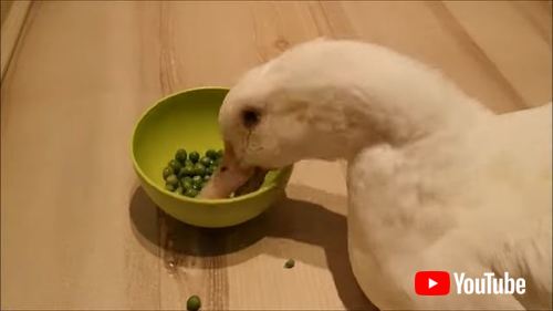 エンドウ豆を食べまくるアヒル