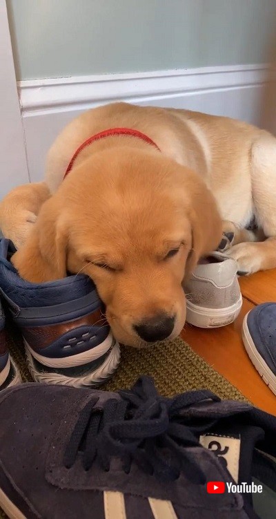 すやすやな子犬