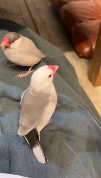 インコ一言