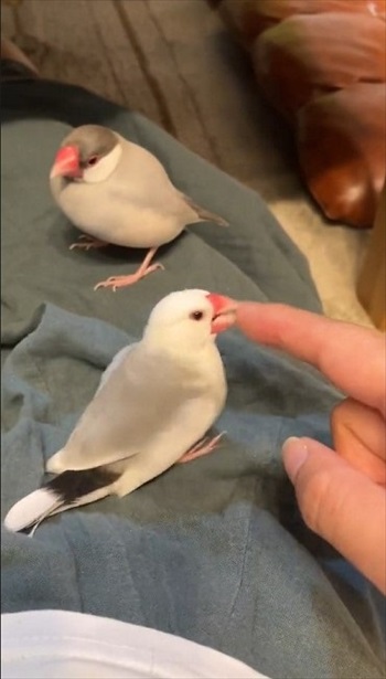 指の本数によって態度が変わる文鳥