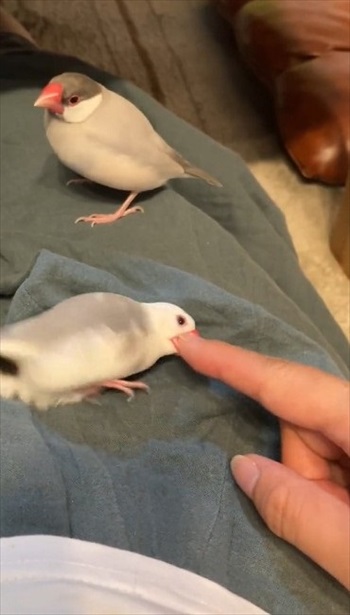 指の本数によって態度が変わる文鳥