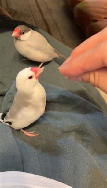 指の本数によって態度が変わる文鳥