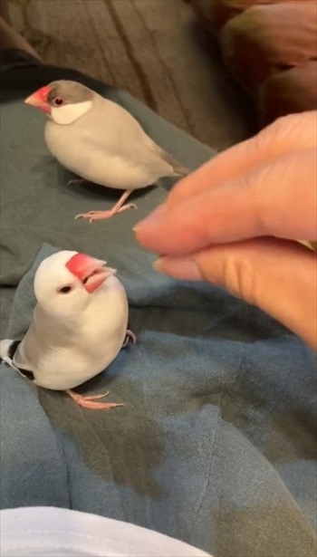 指の本数によって態度が変わる文鳥