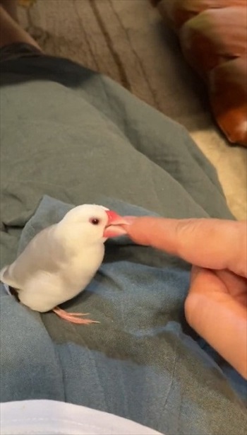 指の本数によって態度が変わる文鳥