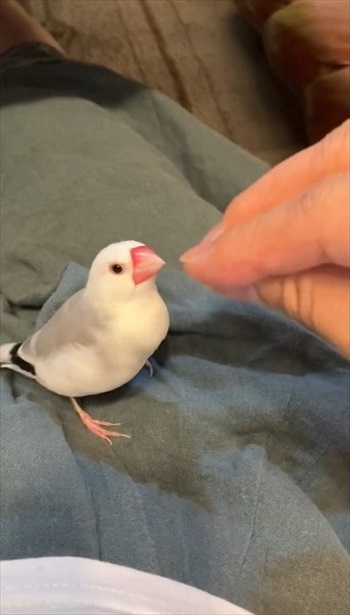 指の本数によって態度が変わる文鳥