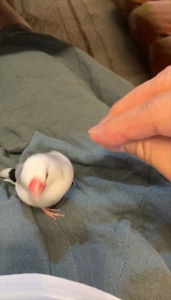 指の本数によって態度が変わる文鳥