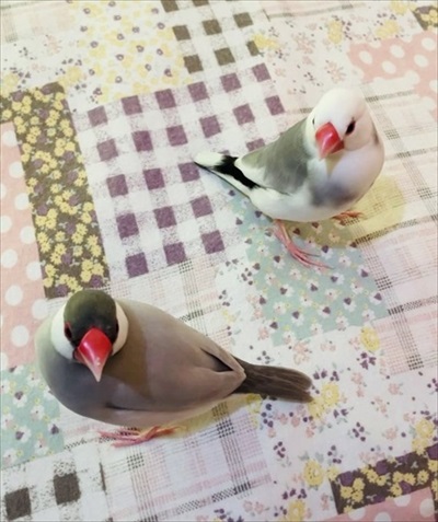 指の本数によって態度が変わる文鳥