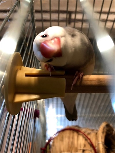 指の本数によって態度が変わる文鳥