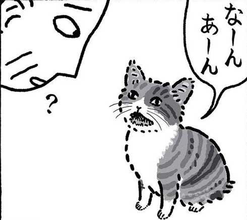 猫の菊ちゃん