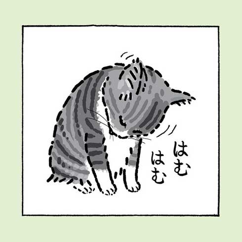 毛づくろいする猫