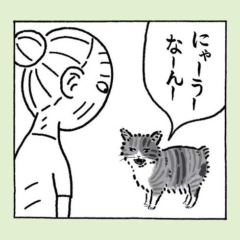 鳴き続ける猫