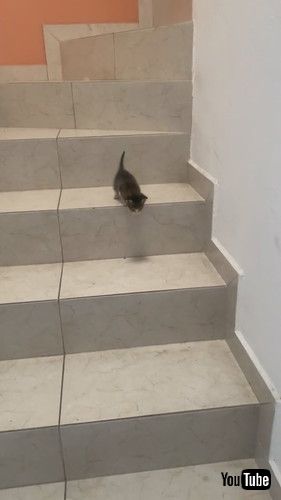 「Kitten Hops Down the Stairs || ViralHog」