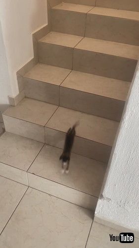 「Kitten Hops Down the Stairs || ViralHog」