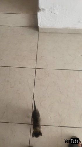 「Kitten Hops Down the Stairs || ViralHog」