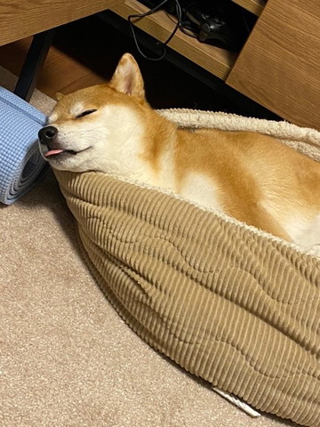 舌だして寝てるワンコ