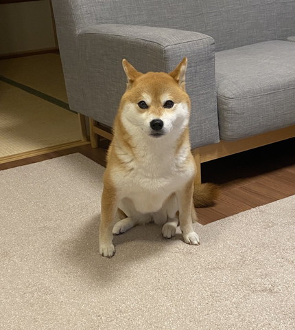 貫禄のあるお座り