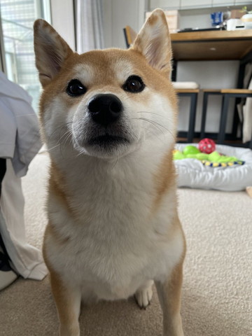 アップのワンコ