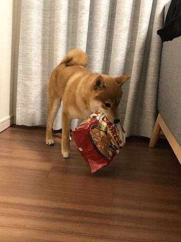 焼きそばくわえるワンコ