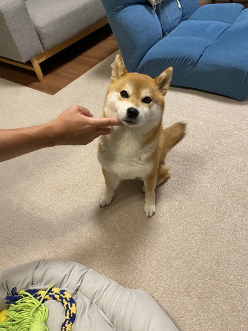 なでられてちょっと避けるワンコ