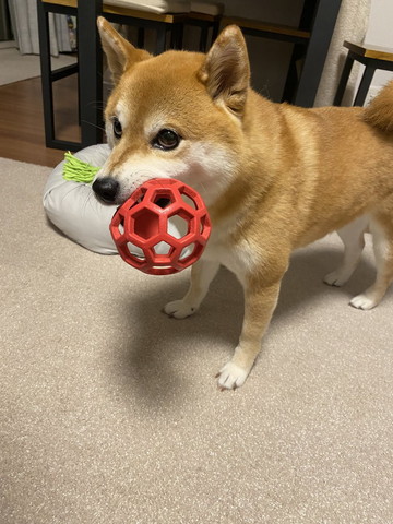 おもちゃくわえるワンコ