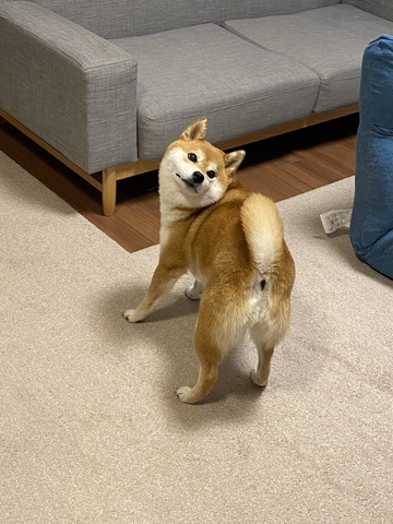 振り返るワンコ