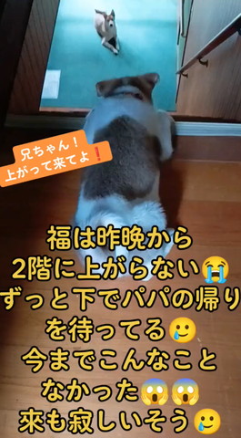 階段からのぞく子犬と下にワンコ