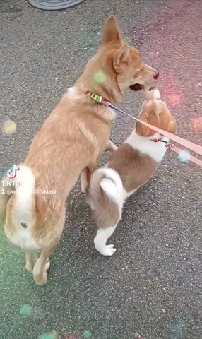 こ散歩してる2匹