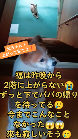 後ろ振り返る子犬