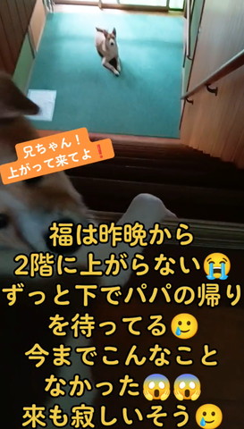階段下にいるワンコ