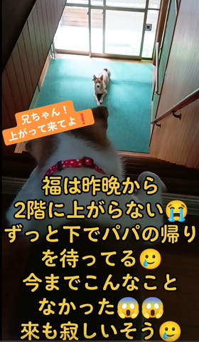 階段からのぞく子犬と下にワンコアップ