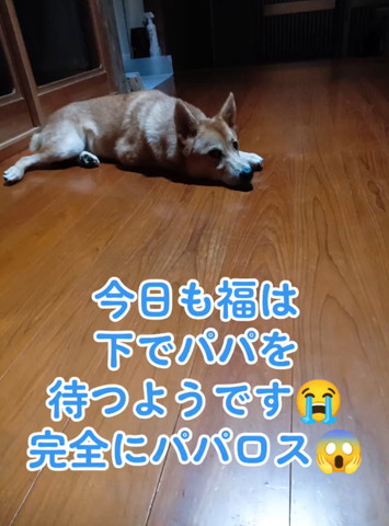 寝そべってるワンコ遠く