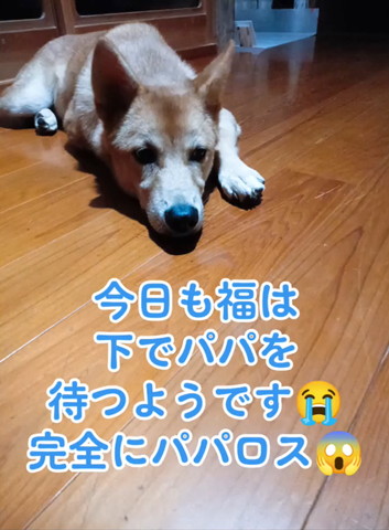 寝そべってるワンコ正面