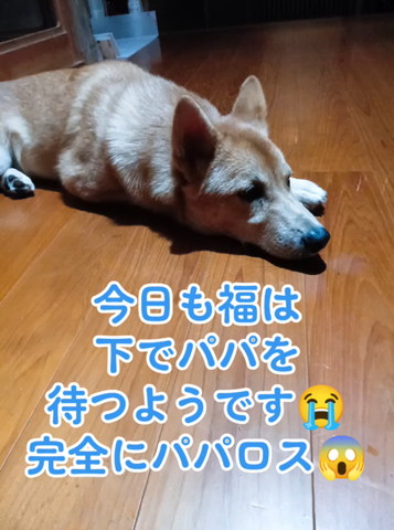 寝そべってるワンコ横向きアップ