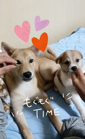 お腹に優しく寄り添うテロップ