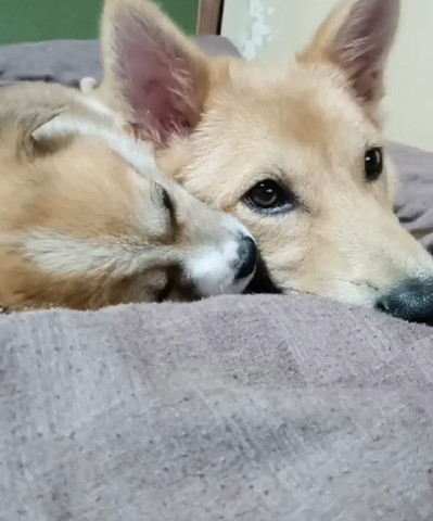 寄り添って寝る2匹