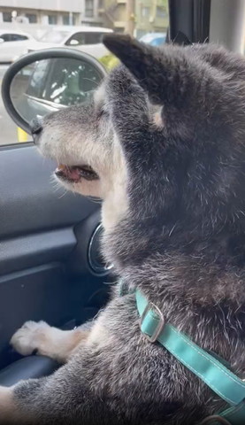 車から外を見るワンコ横顔