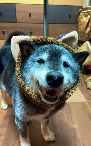 猫のかぶりものワンコ