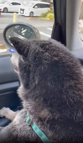 車から外を見るワンコ後ろ姿