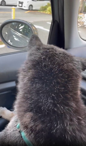 車から外を見るワンコ後頭部