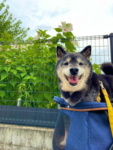 バッグに入って笑顔のワンコ