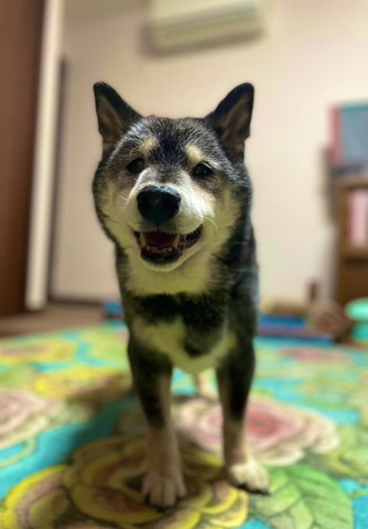 絨毯の上で笑顔ワンコ