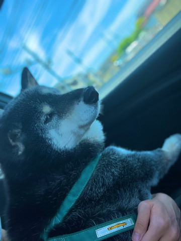 外の景色を眺めるワンコ横顔