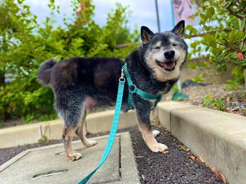 外でにこにこ笑ってるワンコ