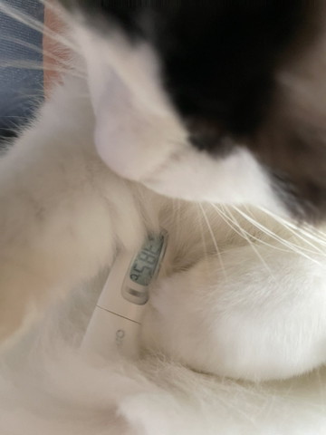 体温計はさむ猫上から