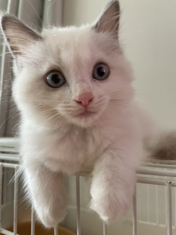 ケージの上に子猫