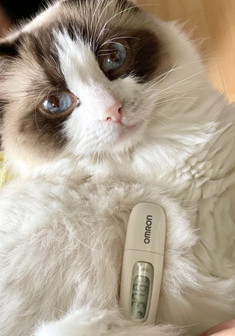 猫ちゃんの顔と体温計