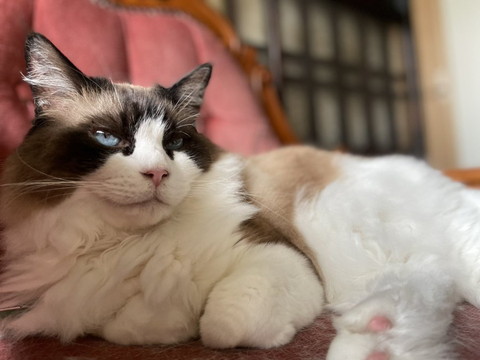 赤いチェアでくつろぐ猫