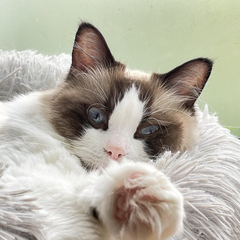 くつろぐ猫前足肉球アップ